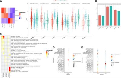 Synergistic effect of CD47 blockade in combination with cordycepin treatment against cancer